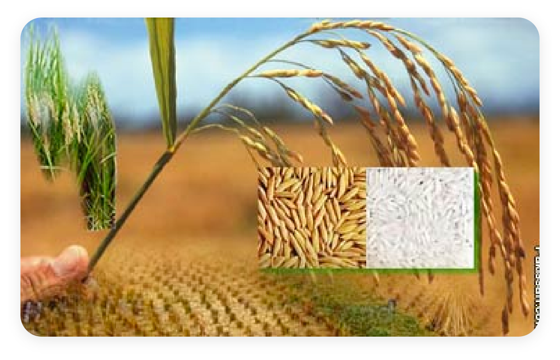 food traceability, food supply chain, blockchain traceability, agriculture traceability software