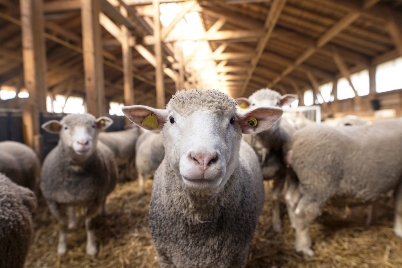 food traceability, food supply chain, blockchain traceability, traceability in agriculture
