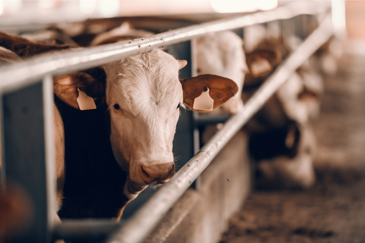 food traceability, food supply chain, blockchain traceability, traceability in agriculture