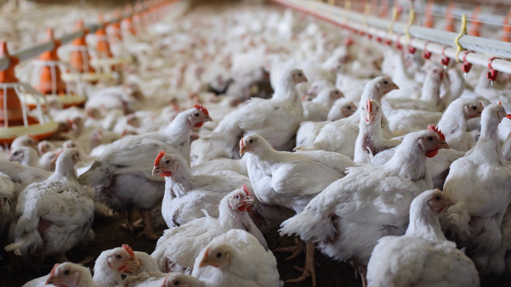 food traceability, food supply chain, blockchain traceability, traceability in agriculture