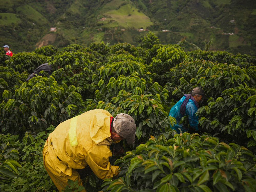 food traceability, food supply chain, blockchain traceability, traceability solutions, blockchain traceability solution for contract farmers, pest management