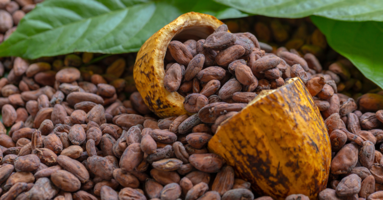 cocoa traceability challenges, cocoa traceability, cocoa supply chain, eudr for cocoa farmers, eudr for cocoa supply chain, eudr platform, eudr solutions, cocoa traceability challenges in ghana, cocoa traceability challenges in Ghana for EUDR compliance
