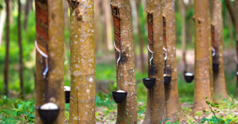 EUDR rubber supply chain examples, rubber supply chain examples, supply chain examples