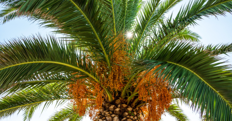 EUDR DDS for Palm Oil Supply Chain in Belgium, EUDR DDS for Palm Oil Supply Chain, EUDR DDS for Palm Oil , Palm Oil Supply Chain