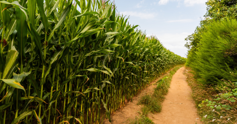 Traceability in Sugarcane Supply Chains, Sugarcane Supply Chains, Sugarcane Traceability