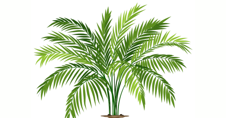 Traceability in the Arecanut Value Chain, Arecanut Value Chain