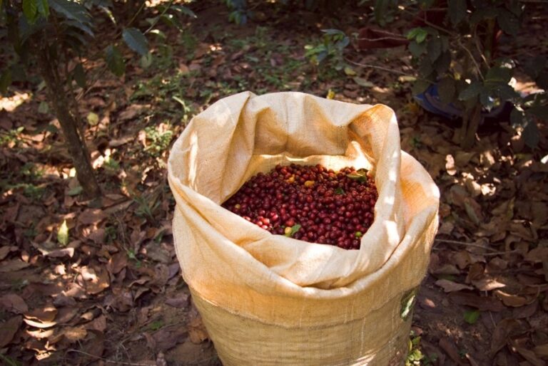 EUDR Deforestation Risk Assessment for Coffee Supply Chain in Nigeria