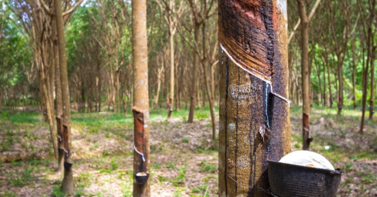 EUDR Deforestation Risk Assessment for Rubber Supply Chain in Thailand 