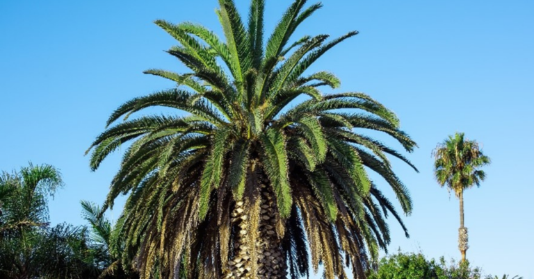 Supplier Data Collection in EUDR for the Palm Oil Supply Chain in germany