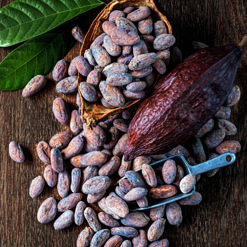 eudr cocoa compliance, cocoa supply chain, cocoa traceability