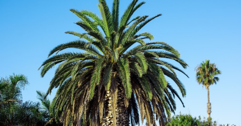 EUDR DDS for Palm Oil Supply Chain in Portugal 