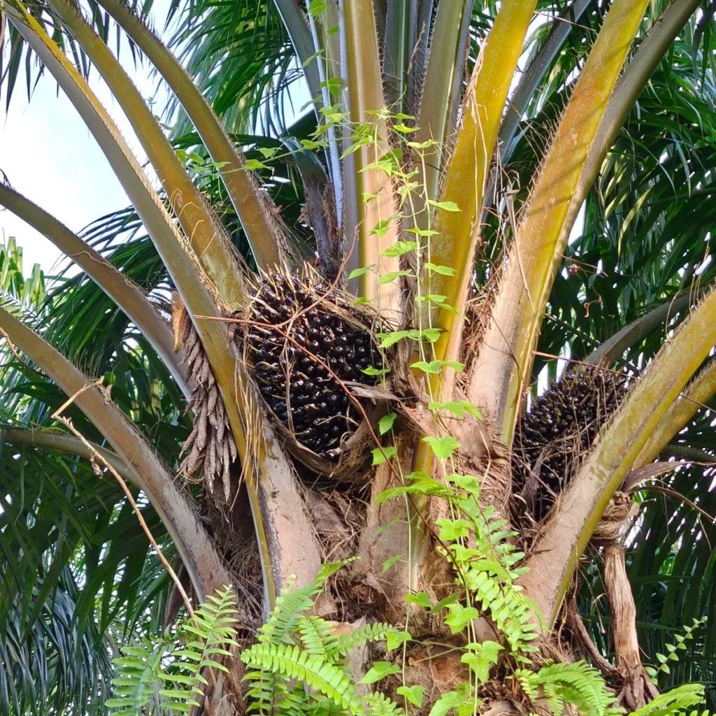 palm oil compliance solution, EUDR Compliance Solution for palm oil Supply Chains, EUDR Compliance Solution for palm oil, palm oil Supply Chains