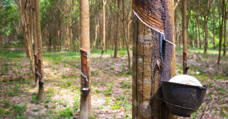 Geo mapping for Rubber Exporters in Thailand, Geo mapping for Rubber Exporters, Rubber Exporters in Thailand, Rubber Exporters